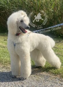 Poodles for sale in Kansas. best poodles in the USA.