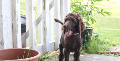 what you need to know about standard poodle weight