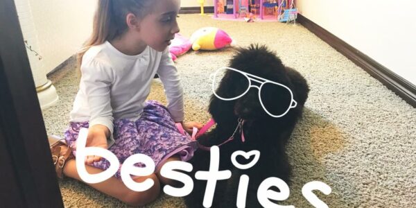 Why Poodles Are the Pawsitively Perfect Companions for Kids