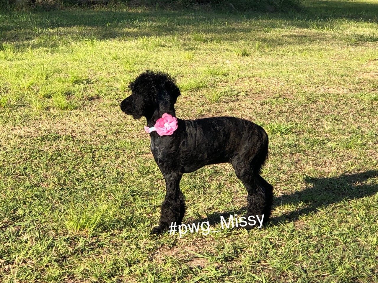 Poodles for Sale in Texas