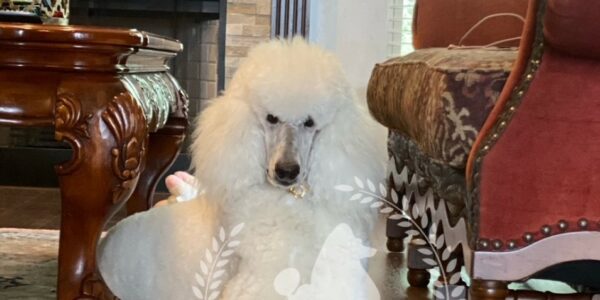 Standard Poodle from Poodles of Willow Glade