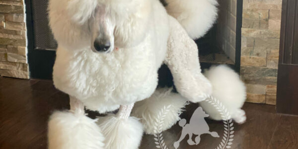 Why Choose Poodles of Willow Glade for Your New Poodle Puppy